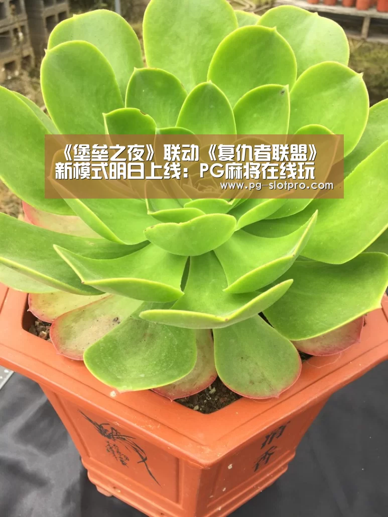 PG麻将在线玩